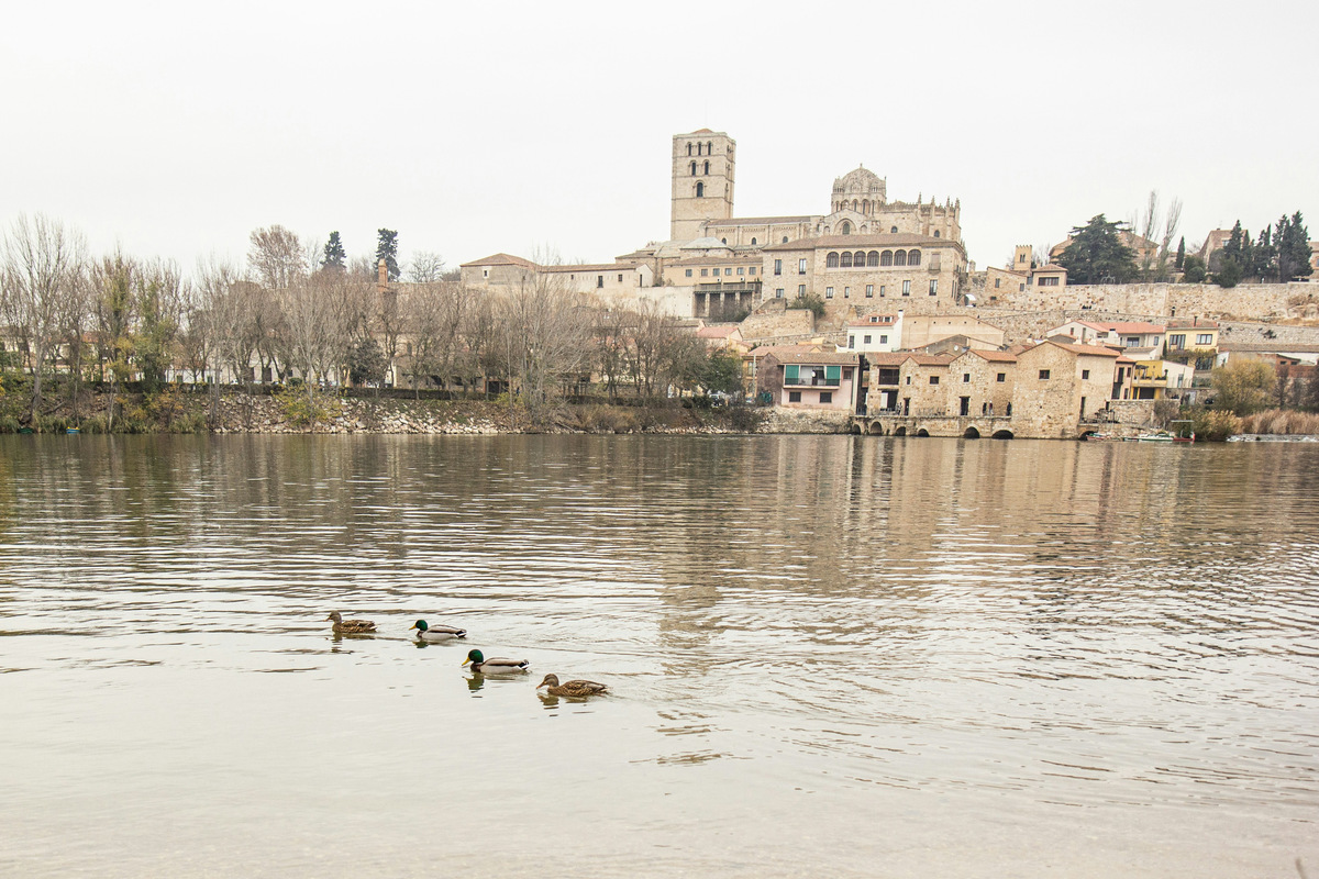 La catedral de Zamora, con su torre y su cúpula, sobre el río Duero, y unos patos en el agua